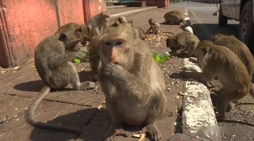 <b>浙江宁波84岁独臂猴被游客拍下，原因竟然是……</b>
