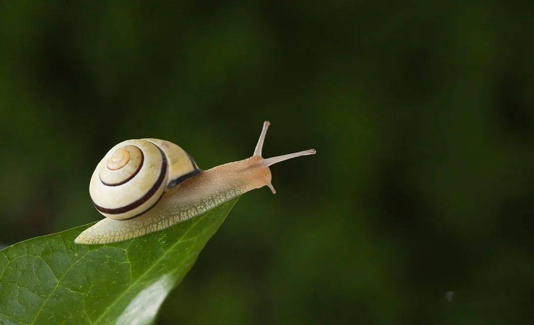 《科普一分钟》| 非洲大蜗牛能吃吗?