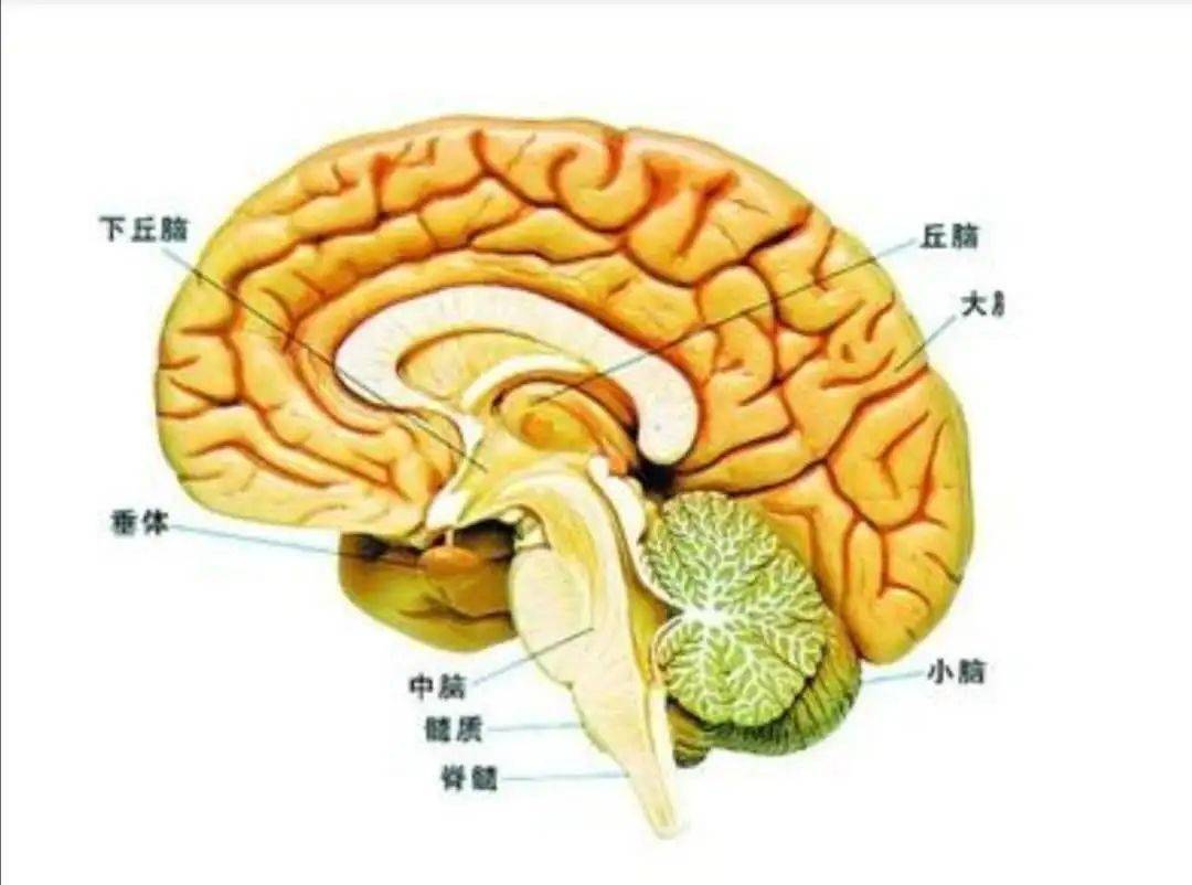 有视神经,颈内动脉,下丘脑等重要神经结构,是人体内分泌的总司令部