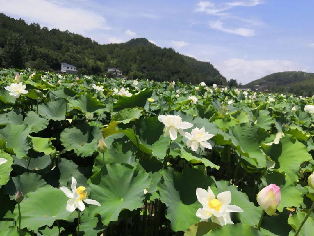 风景独特的 赣州石城通天寨景区 成片莲花怒放 这个时谮,正好