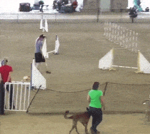 俄罗斯唯一一只柯基警犬退休,原来柯基当警犬不是段子