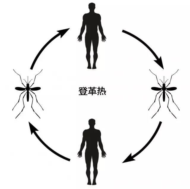 科普丨新冠病毒可以通过蚊蝇传播吗?答案是.