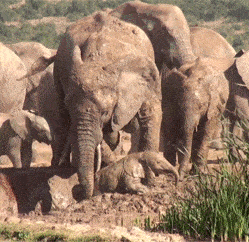 搞笑gif: 狗狗看你的样子,应该还没断奶吧!