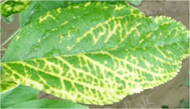 苹果园主要病害的诊断与防治实用技术苹果花叶病