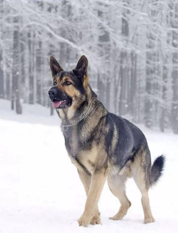 活跃在世界范围的工作犬德国牧羊犬