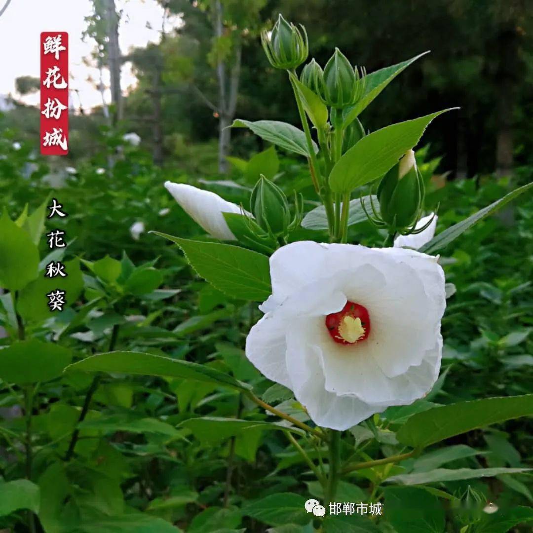 今日赏花大花秋葵