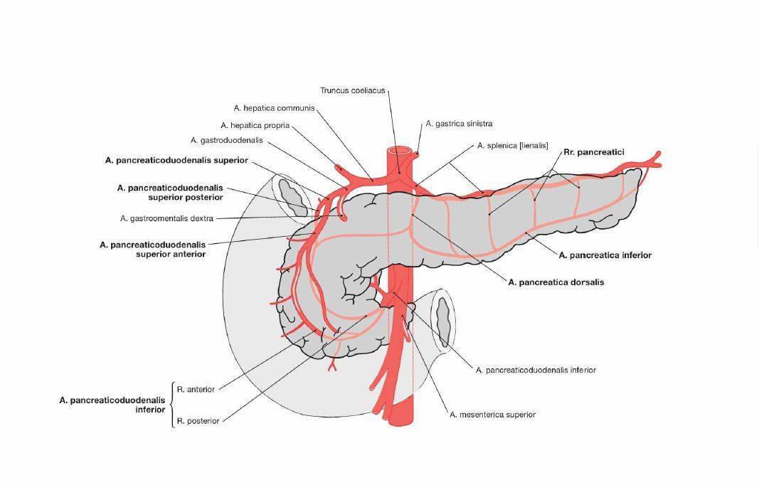 胰腺的血供淋巴与神经支配