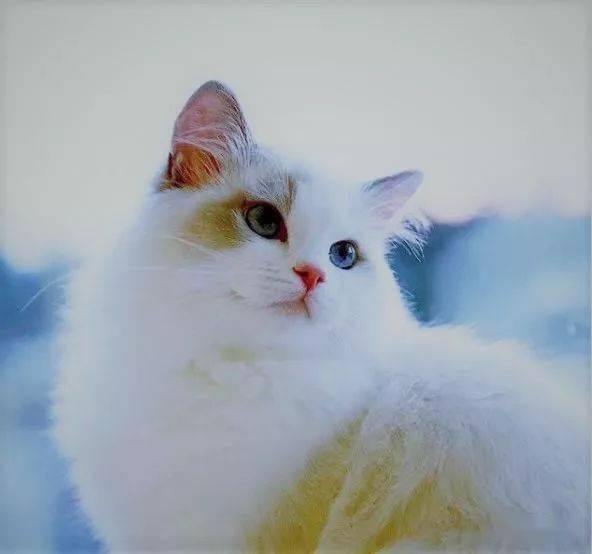 女神级的布偶猫,心都被萌化了