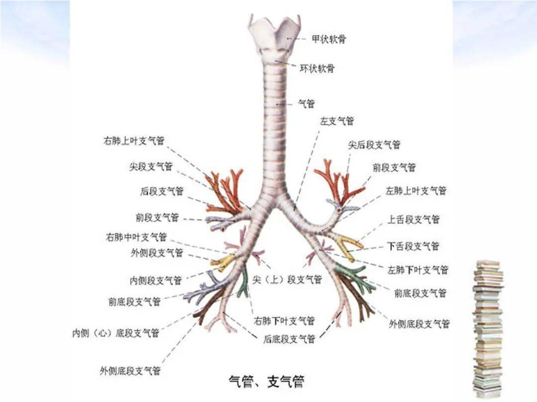 肺段支气管及亚段支气管