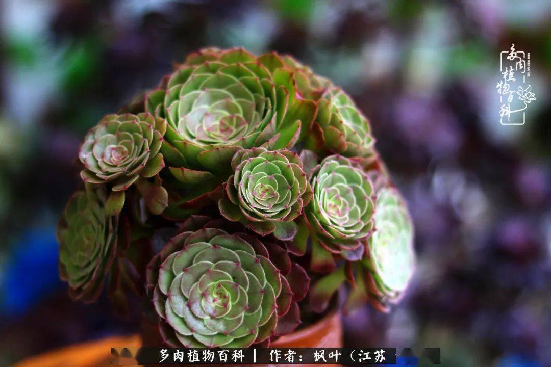 黑法师冰铜后记:六月的包邮区,天空是漏的,每天除了雨还是雨.