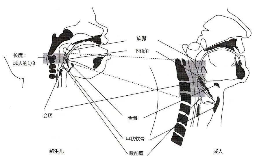 婴幼儿与成人吞咽结构对