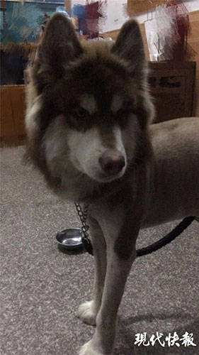 你刚偷吃的这两条狗叫柯基，价值近4000元