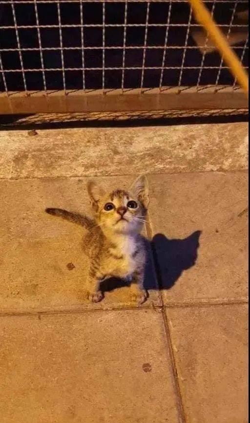 晚上出门溜弯遇到一只小小的流浪猫,还一脸的乖巧