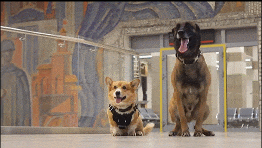 史上最萌警犬退休!俄罗斯短腿柯基当警官,出警全在卖萌?