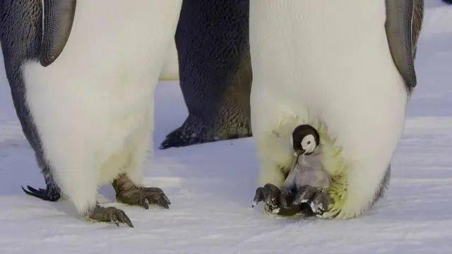 父爱有多伟大帝企鹅爸爸为保全孩子在暴风雪中被活活冻死