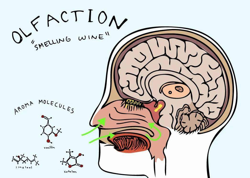 fruit|解惑丨为什么很难说得清葡萄酒中的香气呢？