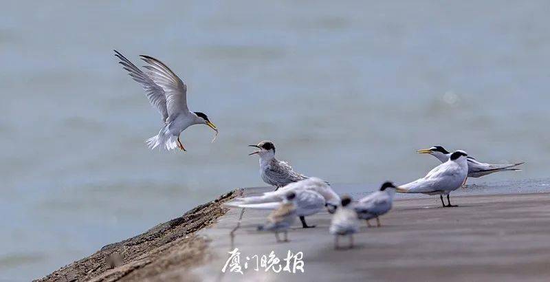 燕鸥成鸟就是以这样的方式在鼓励幼鸟多练习飞行,喂食教育两不误.