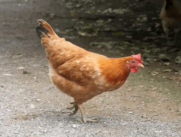 在山清水秀的仙居,不但有仙山,仙水,还有与之相媲美的