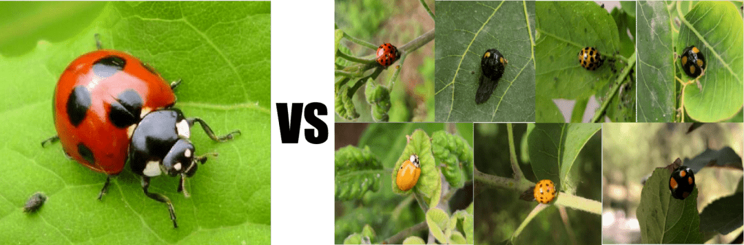 这种瓢虫的体色变异极多,已知色型在100种以上,仅北京地区的记录就有