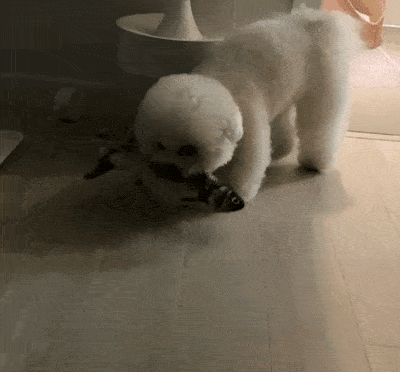 家里来了一只小贵宾,老大比熊面临失宠:不是说好了只爱我一个吗?