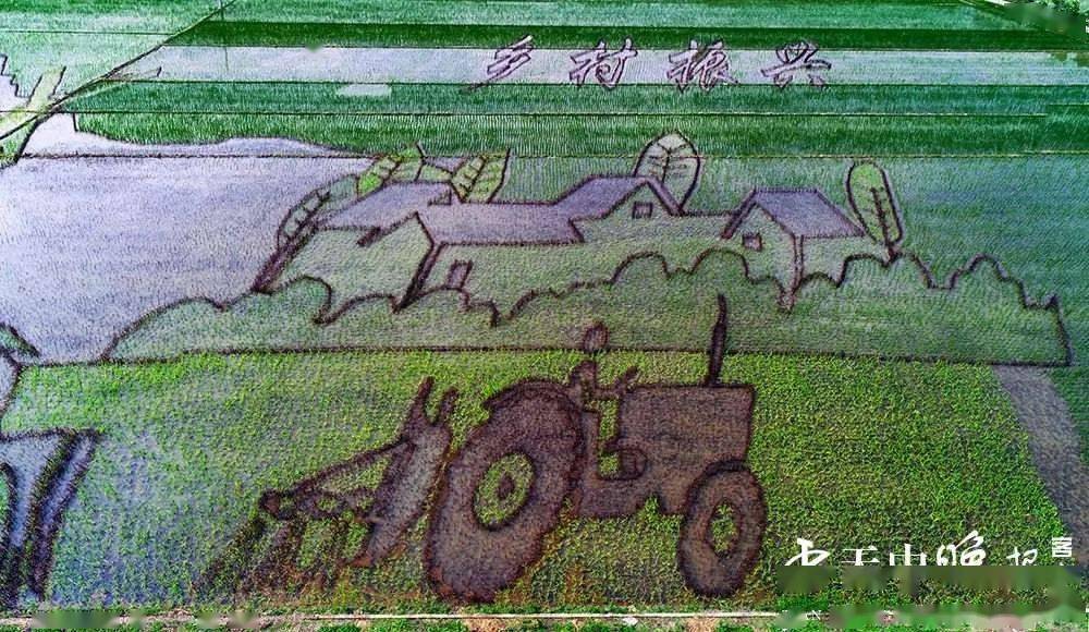 今年驻马店留庄的稻田艺术画又开始秀了!先睹为快!