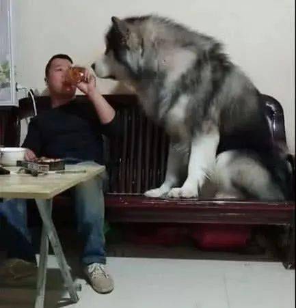 阿拉斯加,因为有的时候他做出来的事情很是搞笑能够让人们哈哈大笑