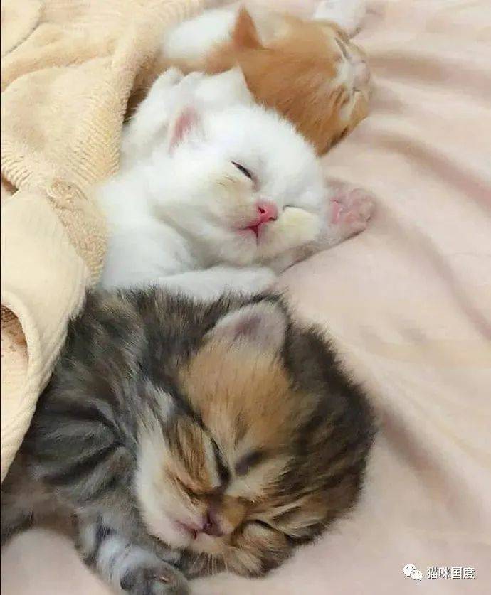 看着猫咪美美的睡姿,好想能有这样的睡眠,真希望岁月