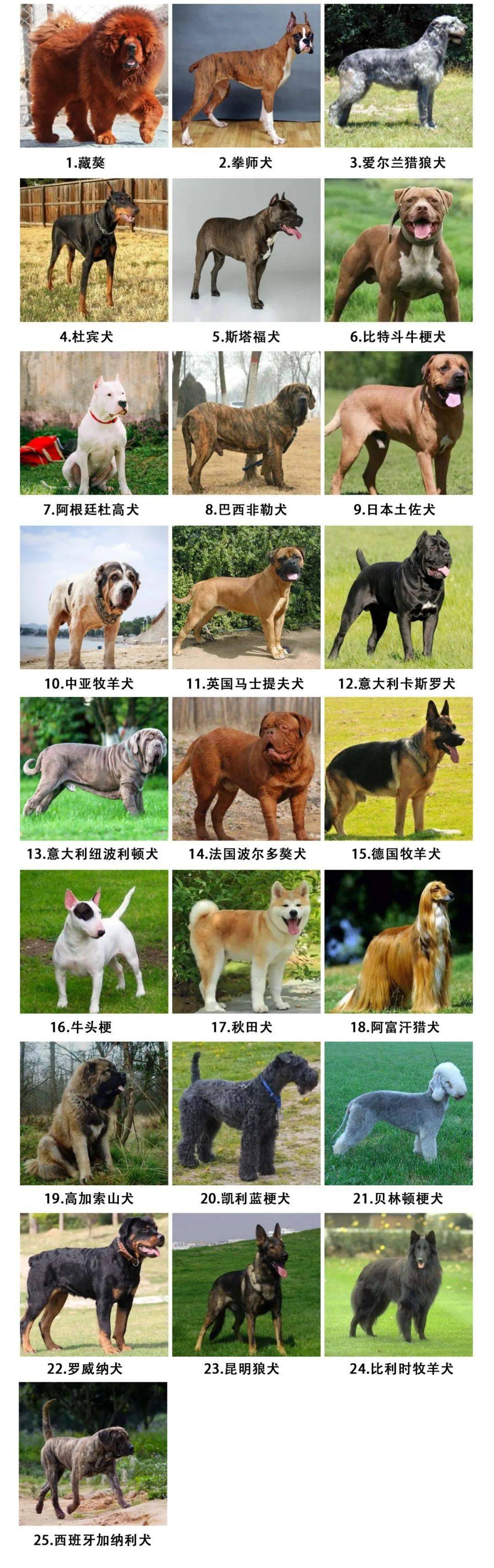 25类烈性犬图片