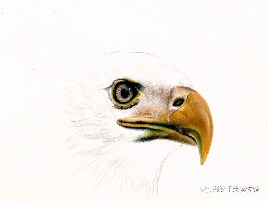 雕头续雕