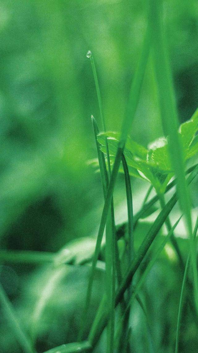 临夏这组"最夏天"的壁纸,全部都要用一遍!_屏保