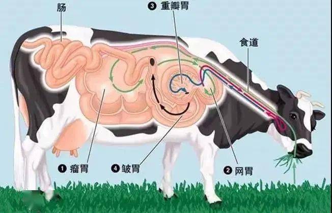 奶牛消化生理与营养学基础_手机搜狐网