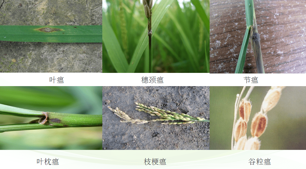 节瘟,穗颈瘟,枝梗癌和谷粒瘟,各种类型的稻瘟病在病原菌侵入水稻中有