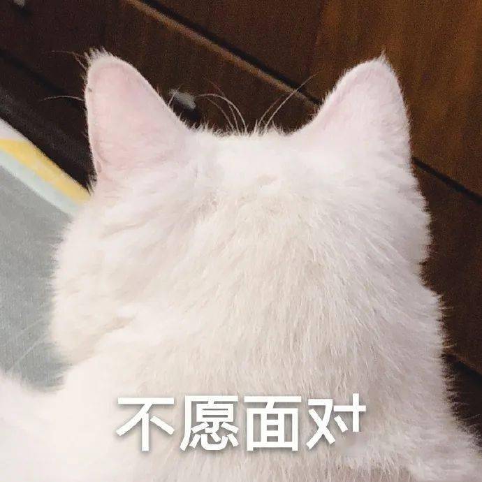 喵喵表情包第七期丨"我只想安静的做一个堕落的富婆"