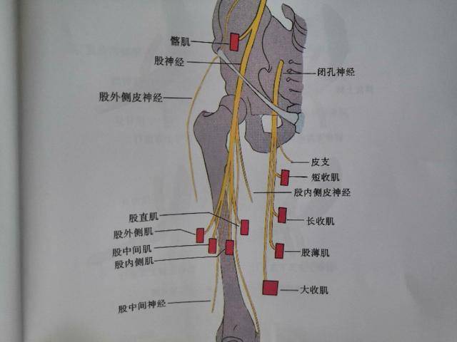 腰椎间盘突出症是否还有其它症状_神经根