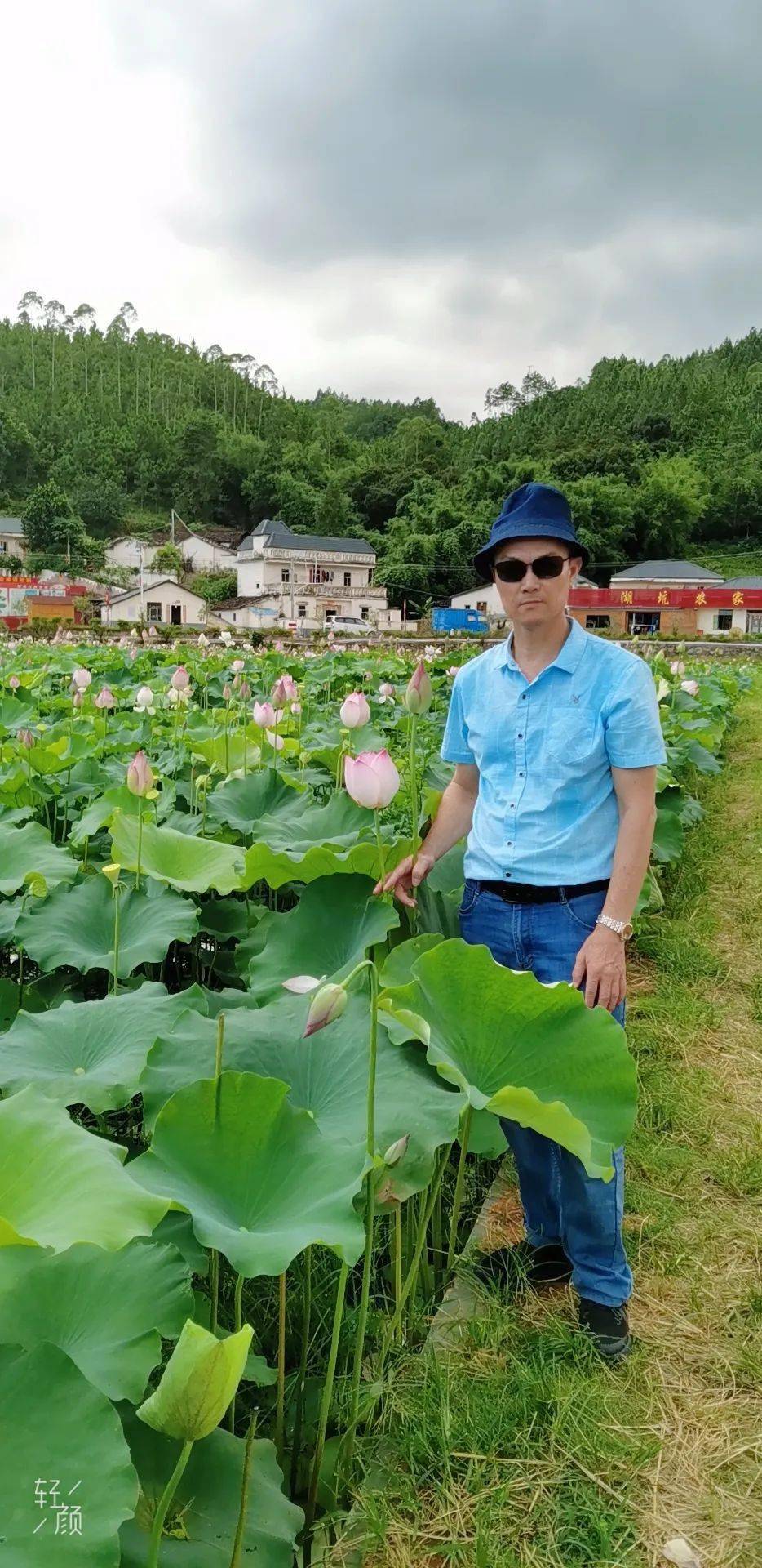 选诗郑海潮向日葵六首