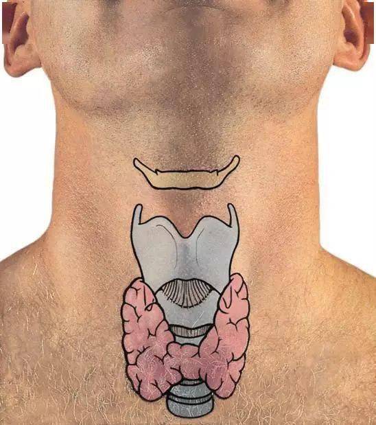 甲状腺的临床解剖—形态和位置