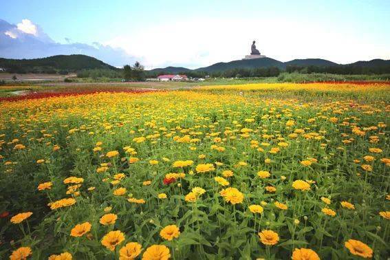 六色的花卉肆意绽放敦化六鼎山文化旅游区吉祥花海占地面积10万平方米