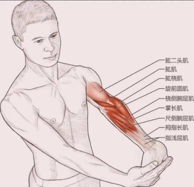 正确的拉伸可以增强身体柔韧性,减少运动风险,减少运动后的肌肉酸胀