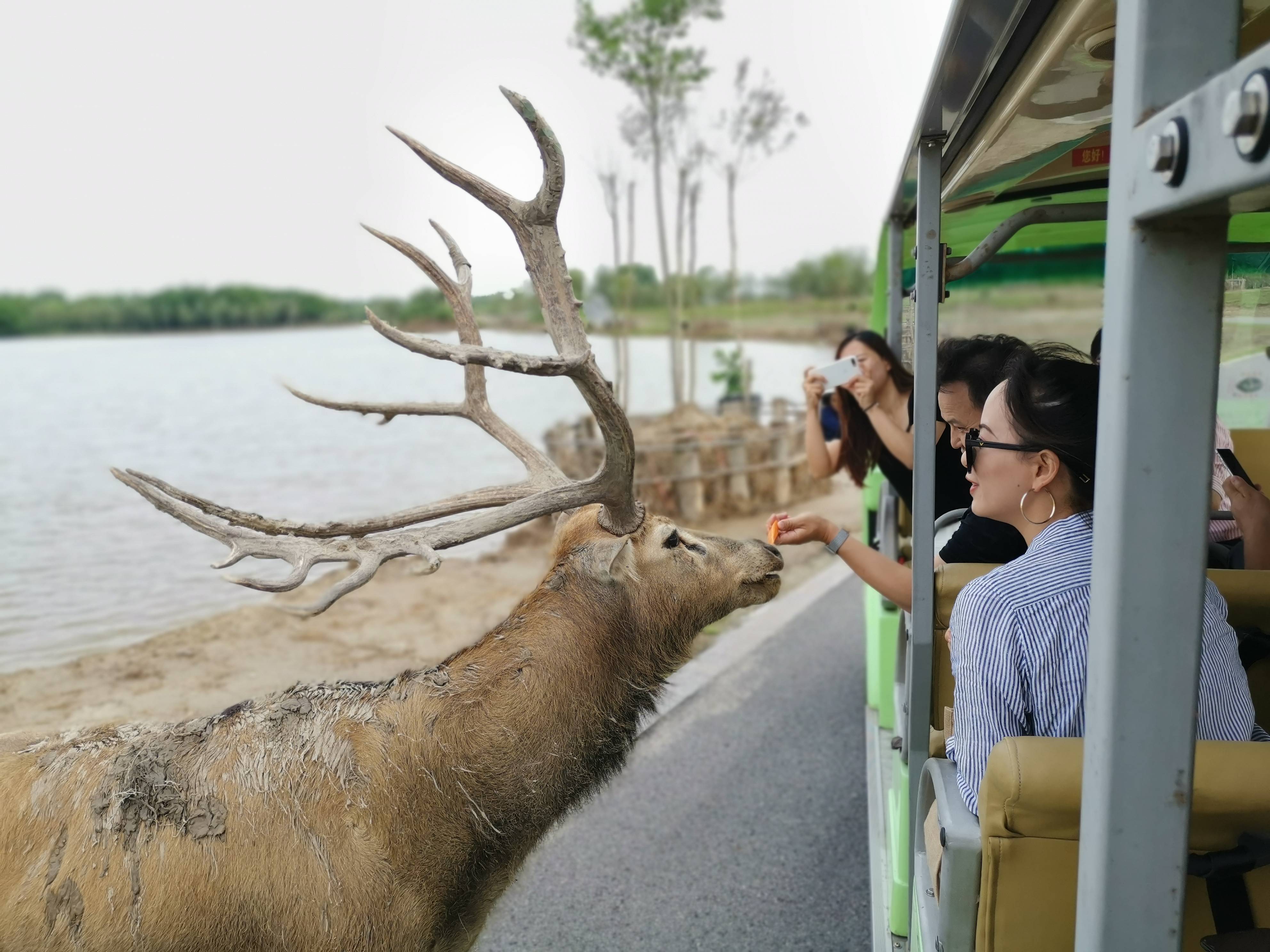 全域旅游看江苏 | 大丰:用好湿地,以花为媒