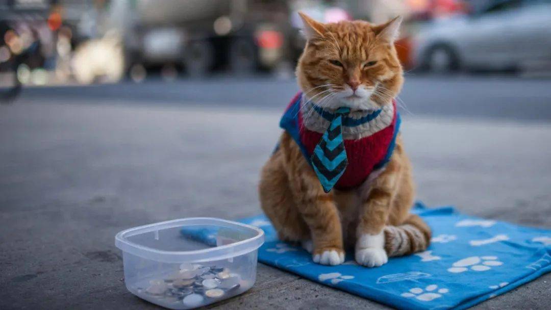 流浪猫鲍勃突然离世!真的不要让猫独自出门了!_猫咪