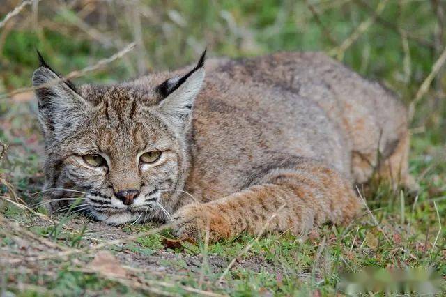 辟谣:动物学中的短尾猫是家猫的一类?不,它们其实属于猞猁家族