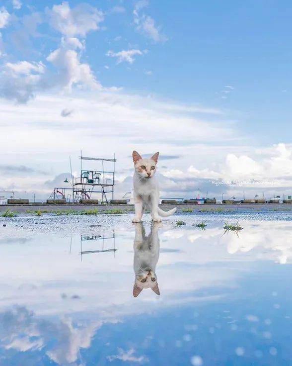 摄影师在雨后捕捉到,猫与自己的水中倒影互动,画面好美!