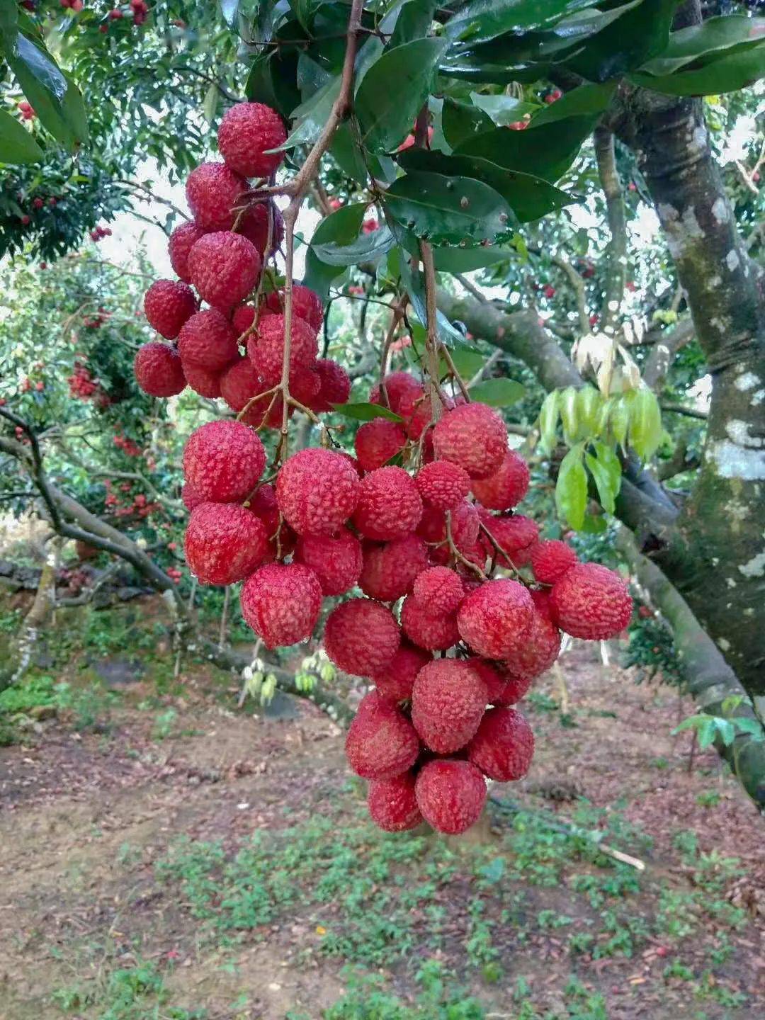 这个周末,饶平英粉村观光采摘节,葡萄,荔枝等你来采摘!