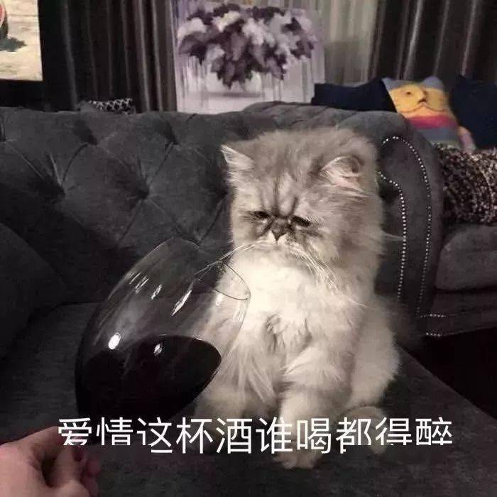 猫猫表情包第十期丨"爱情这杯酒,谁喝都得醉"