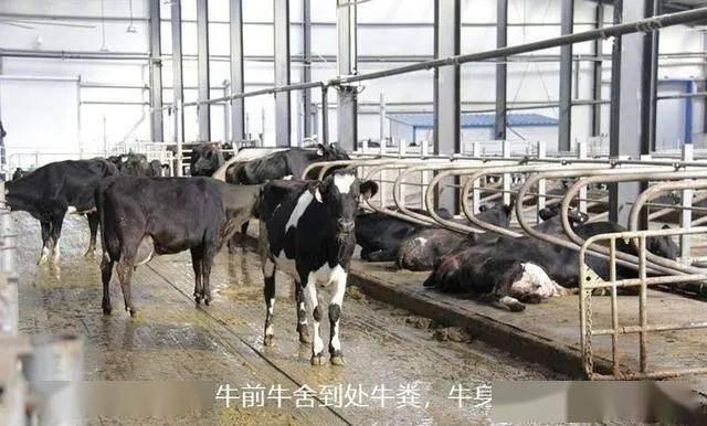通过上述处理技术,养牛场的环保问题与粪污资源化问题在不增加设施