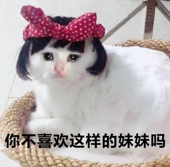 猫猫表情包第十期丨"爱情这杯酒,谁喝都得醉"