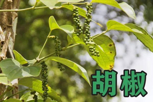 牙齿|古代洁牙工具大揭秘