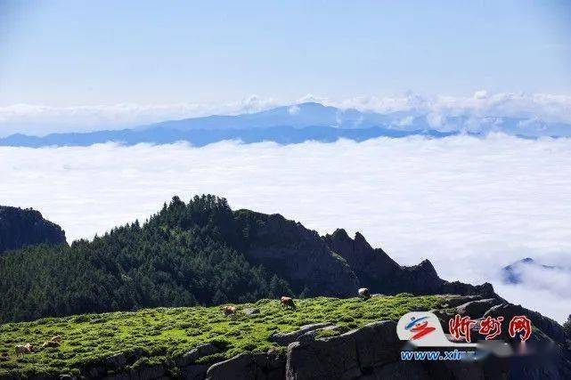 山西宁武:芦芽山马伦草原夏日风景秀丽,凉爽又宜人