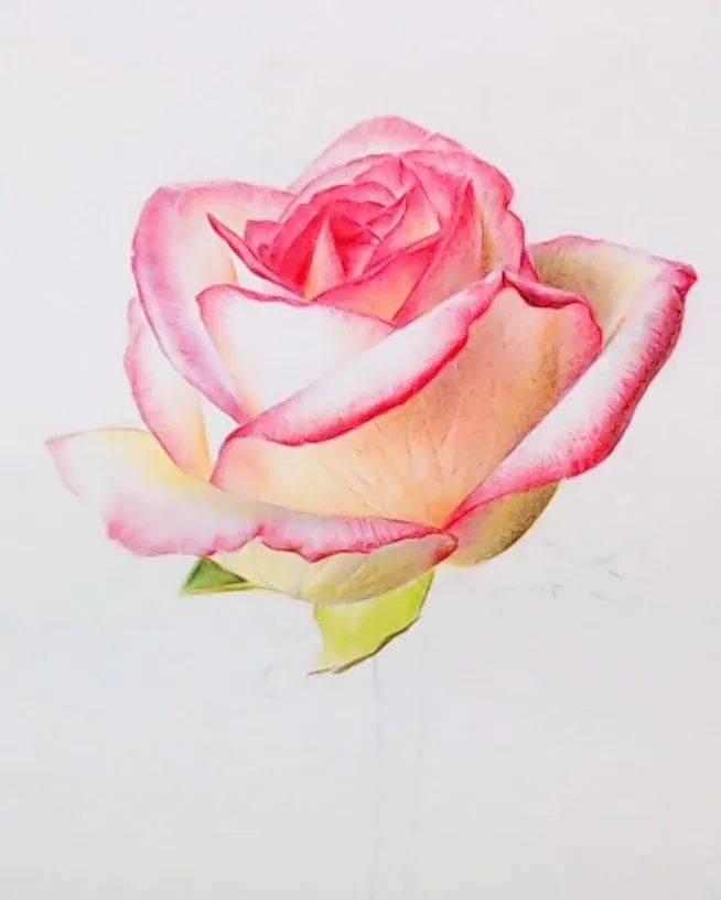 彩铅画花卉入门教程 | 情人节送你一个彩铅花卉玫瑰