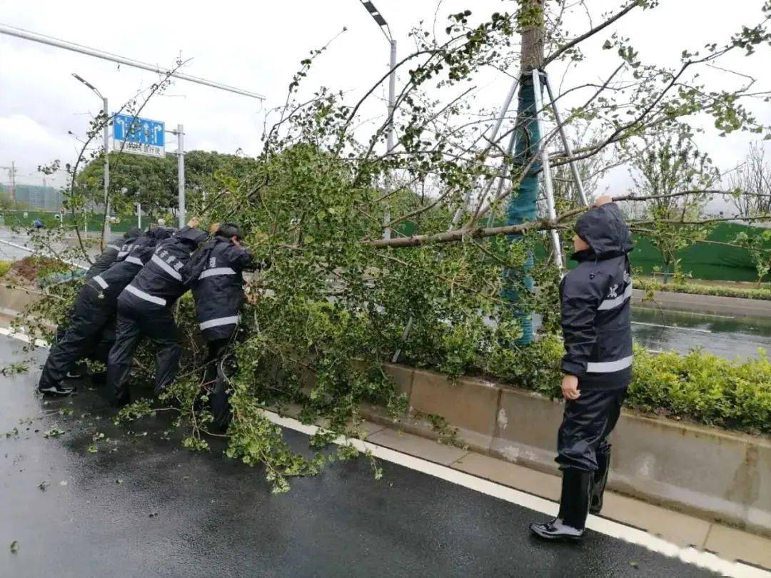 太仓城管执法队员清理暴雨后的挡路倾倒树木 同里镇综合执法局进居民